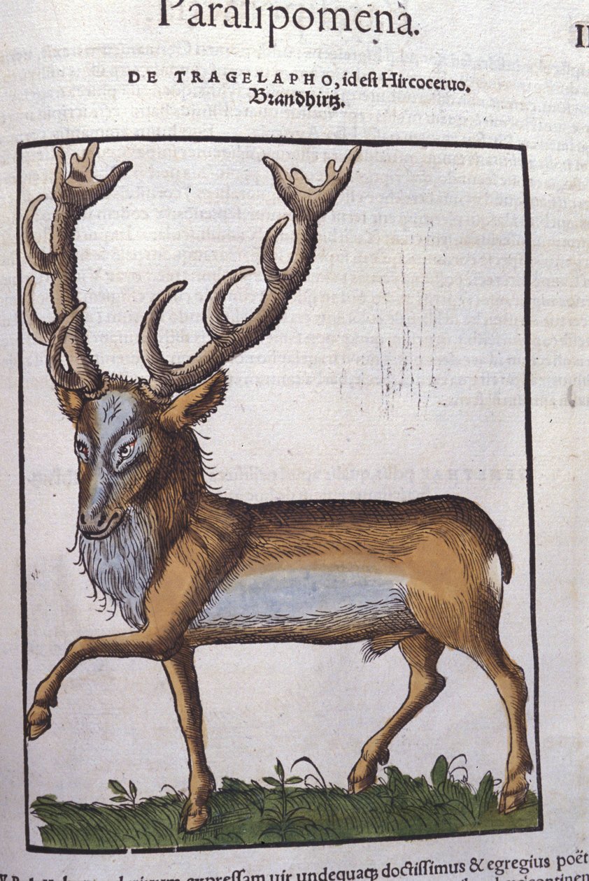 Historia Animalium'dan sonra Geyik, Konrad Gesner, Tiguri by Unknown artist