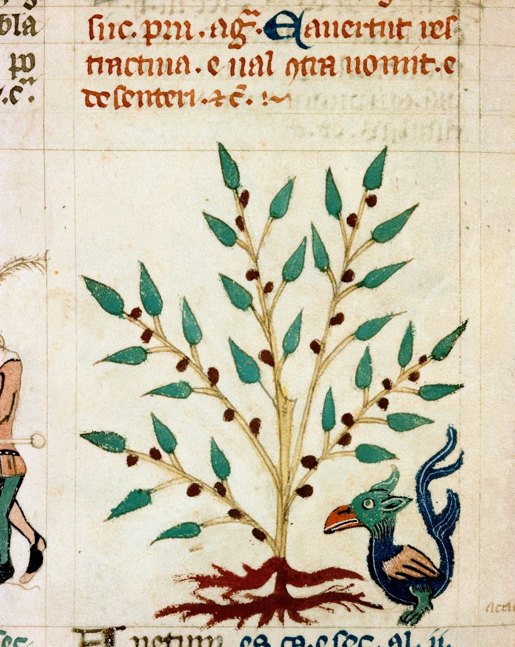Fantastik bir ağaç ve hayvanın tanımı. Minyatür “” Dis des philosophes” (MS Palat. 586) 14. yüzyıl Biblioteca Nazionale Florence türündeki Provence el yazmasından alınmıştır. by Unknown artist