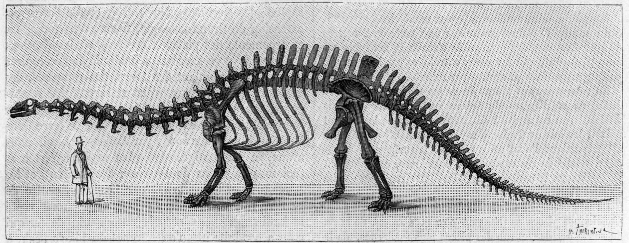 Dinozor İskeleti: “” Brontosaurus excelsus””, Mart. Rocky Dağları
