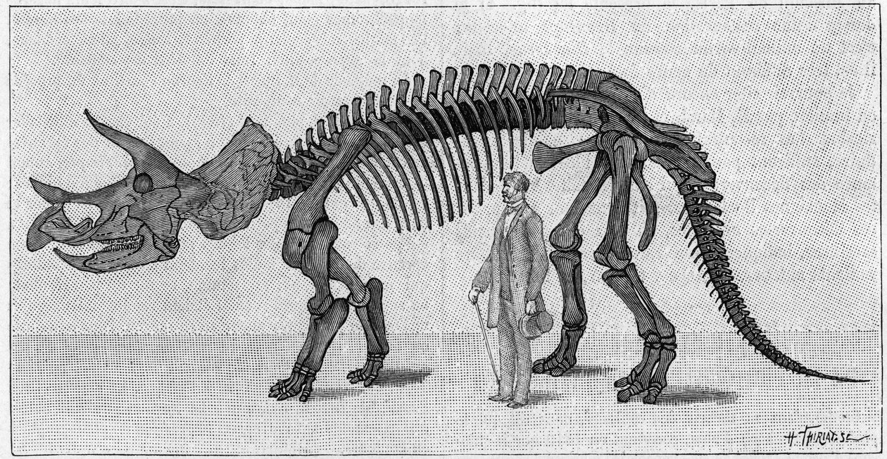 Dinozor İskeleti: “” Triceratops prorsus””, Mart. Rocky Dağları