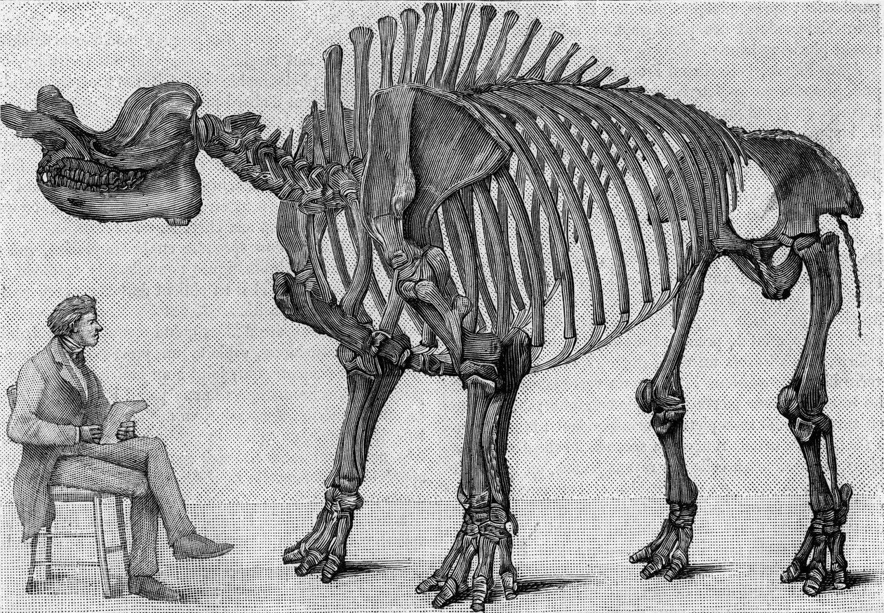 Dinozor iskeleti: “” Brontops robustus””, Mart. Rocky Dağları