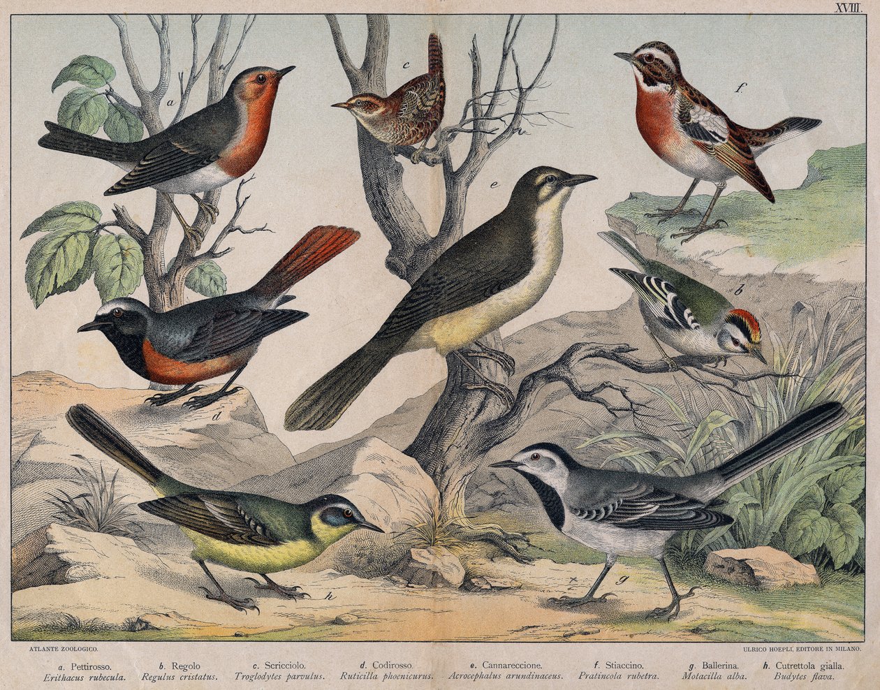 Diverses illustration of birds "History" natural birds". ed. Hoepli, Milan by Unknown Artist