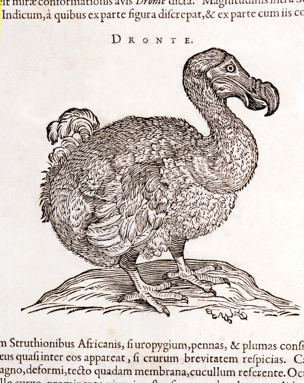 Dodo veya Dronte. Kuş kayboldu - William Piso, Amsterdam tarafından "Hindistan