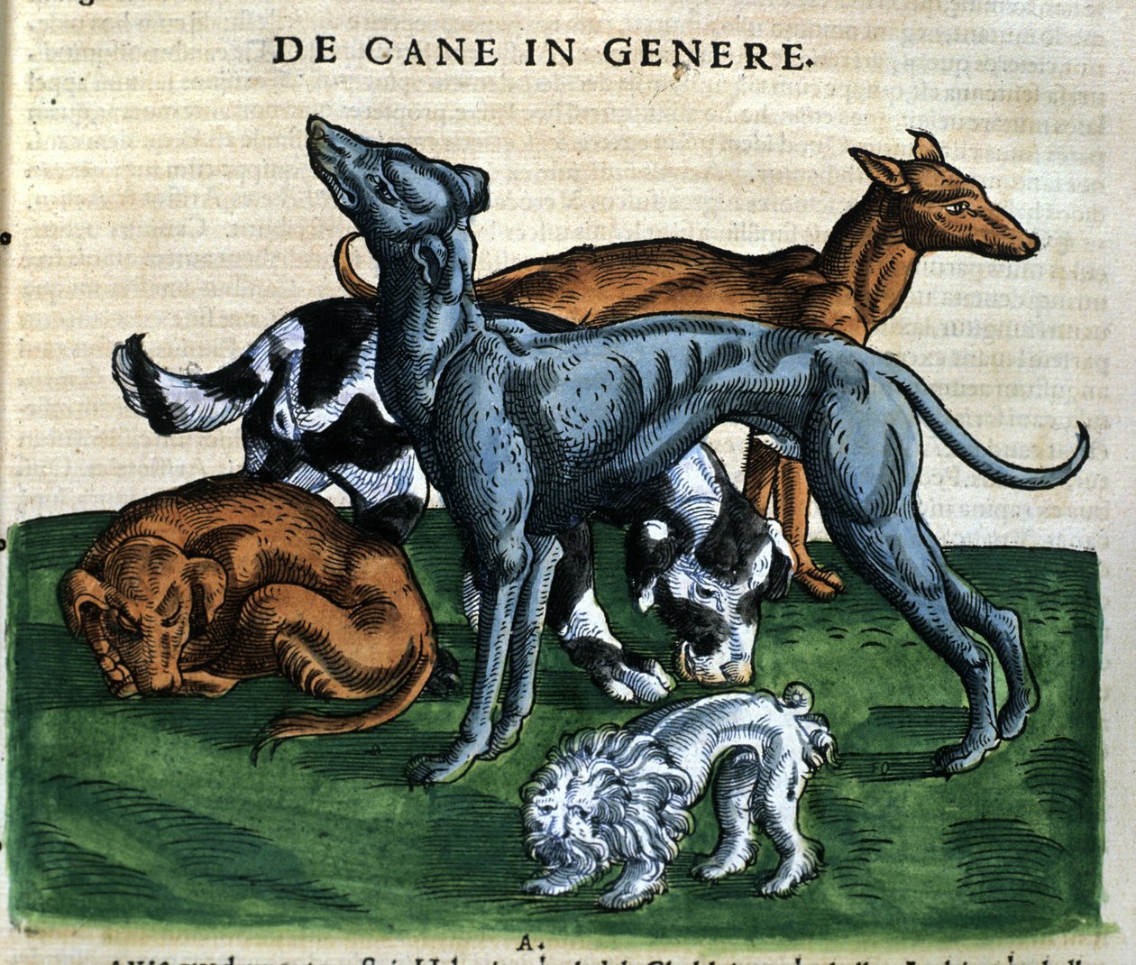 Conrad Gesner, Tiguri 1560, Historia Animalium