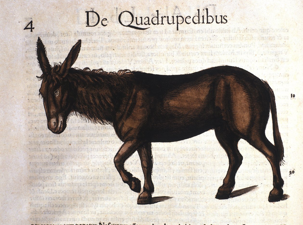 Historia Animalium