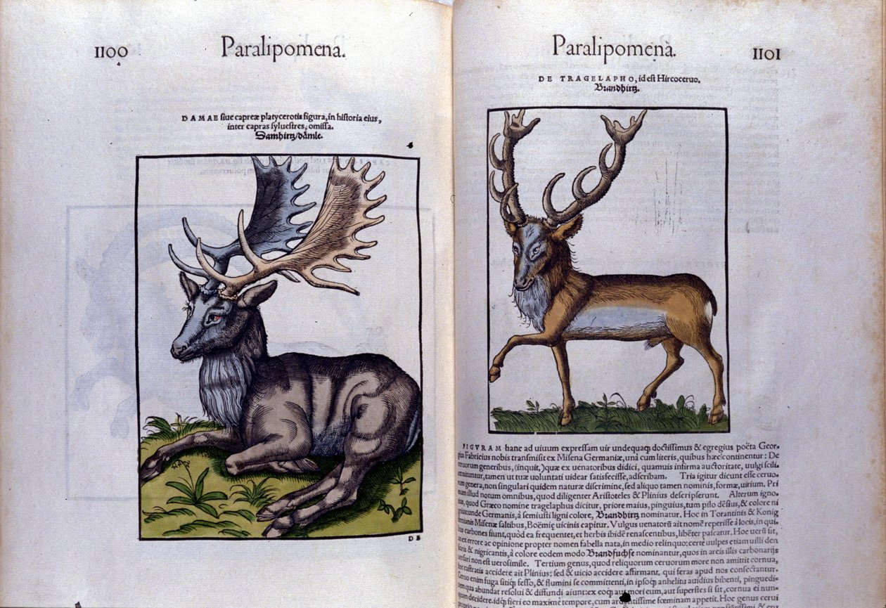 Conrad Gesner (1516 - 1565), Tiguri tarafından Historia Animalium