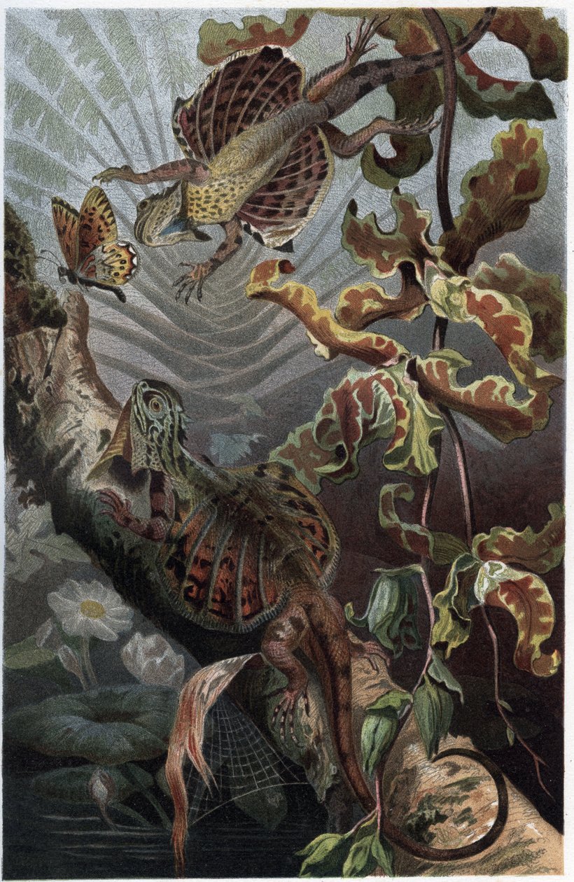 Draco volans, arboreal lezard çeşidi - Draco (cins) (uçan ejderhalar) - Alfred Edmund Brehm