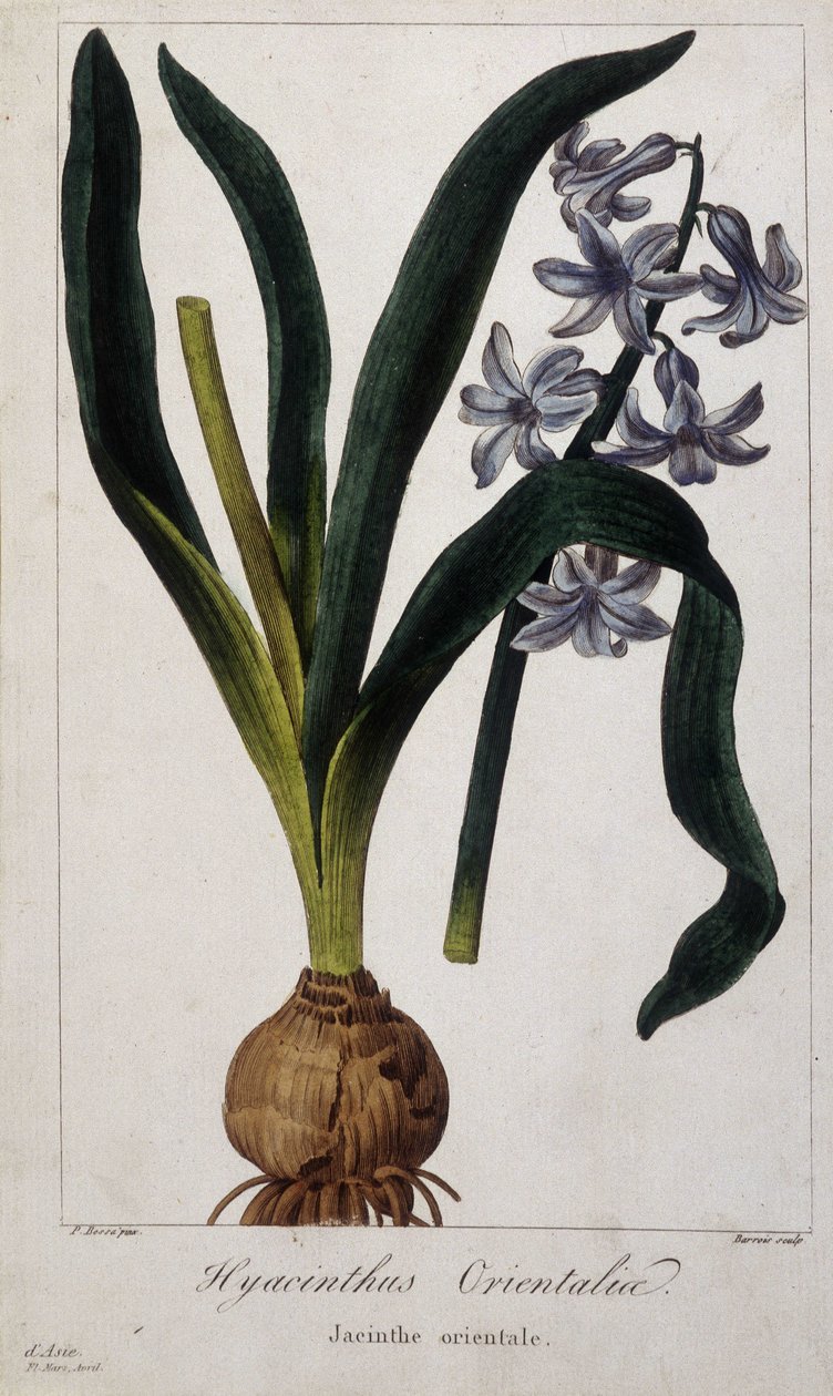 Doğu sümbül (Hyacinthus Orientalia) 19. yüzyılın Asya bitkilerinin botanik kurulu. by Unknown artist