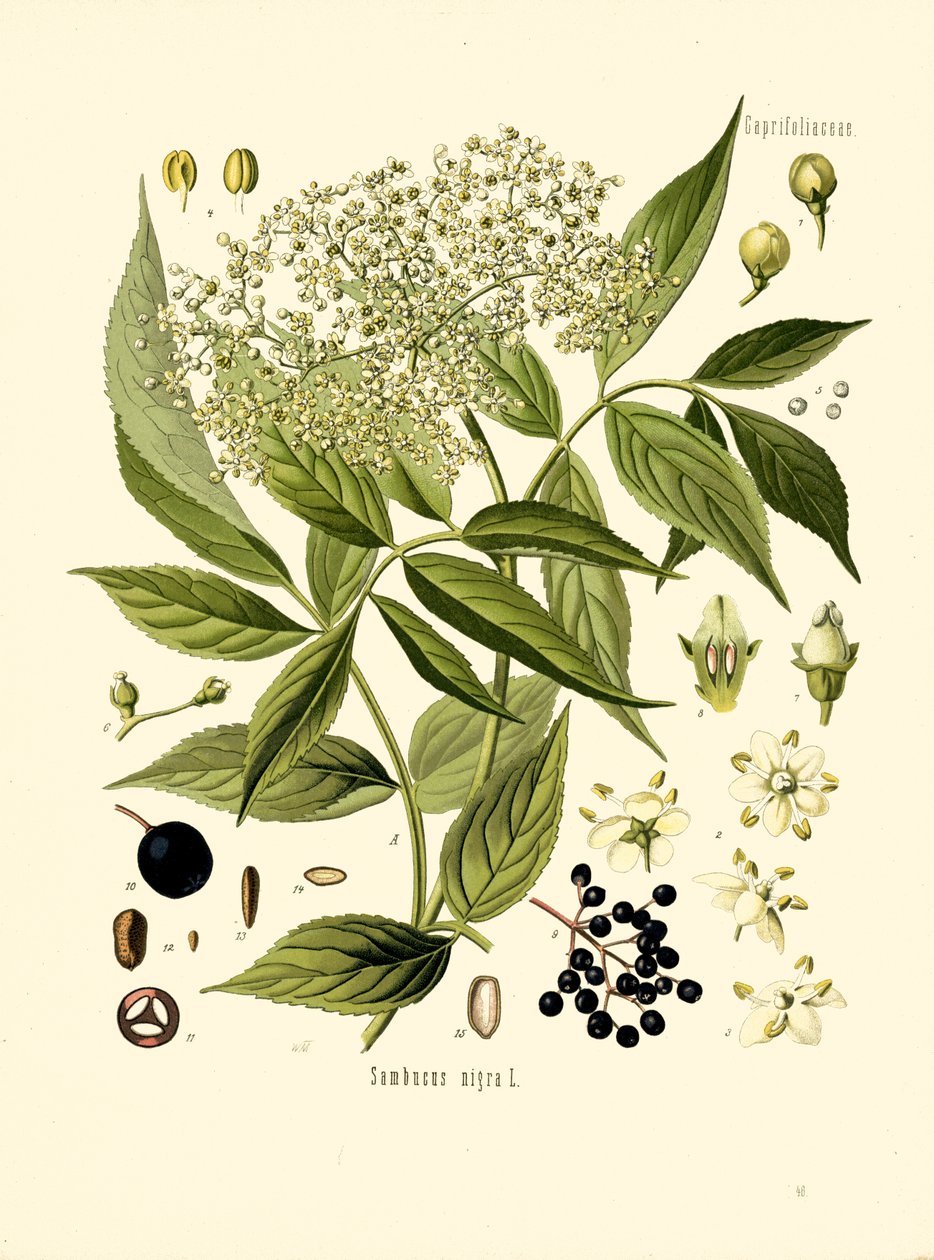 Yaşlı Delik Ağacı (renkli lito) by Unknown artist