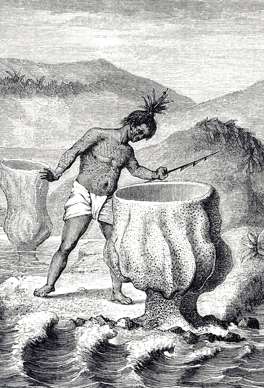 Neptün'ün Kadehi (Thalassema Neptune) adı verilen çeşitli süngerleri tasvir eden oyma by Unknown artist