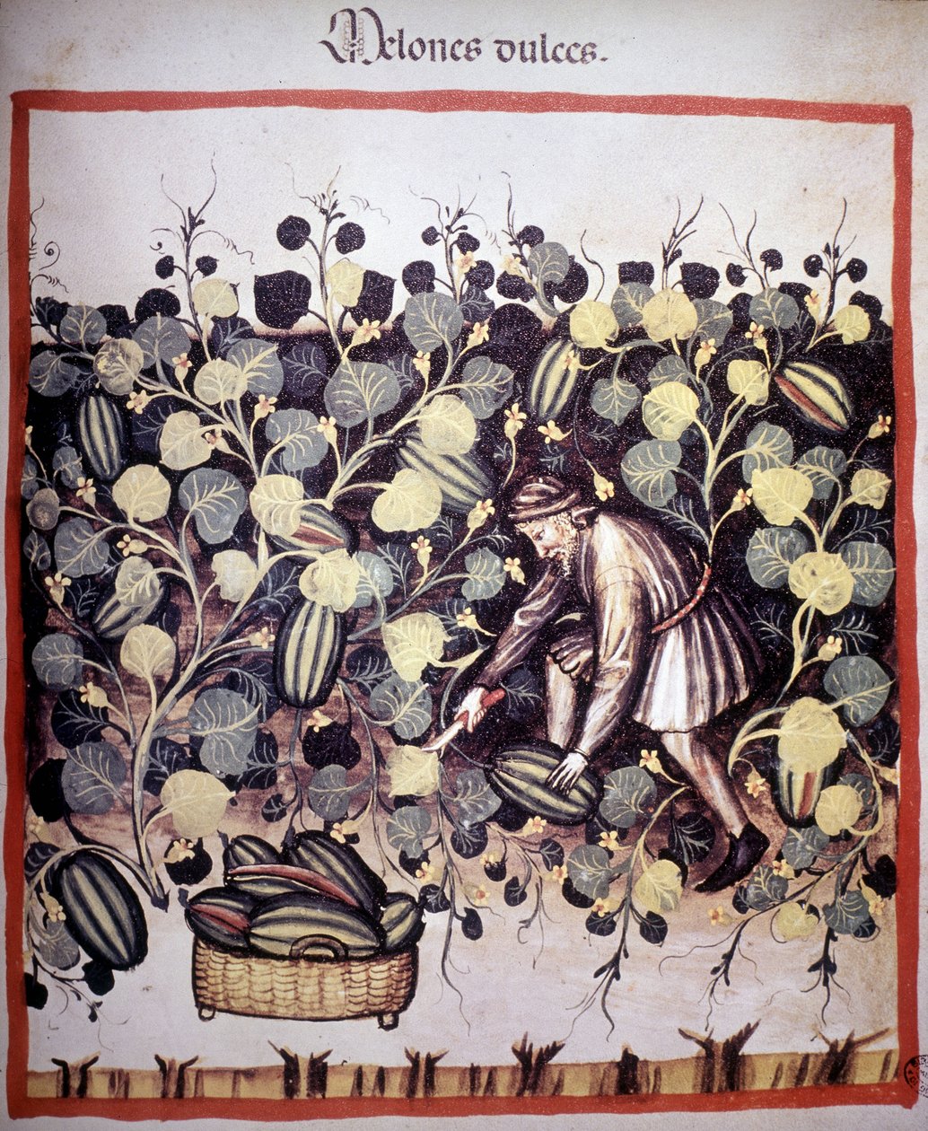 “Tacuinum Sanitatis”ten kavun koleksiyonunu temsil eden gravür. BN, Viyana. by Unknown artist