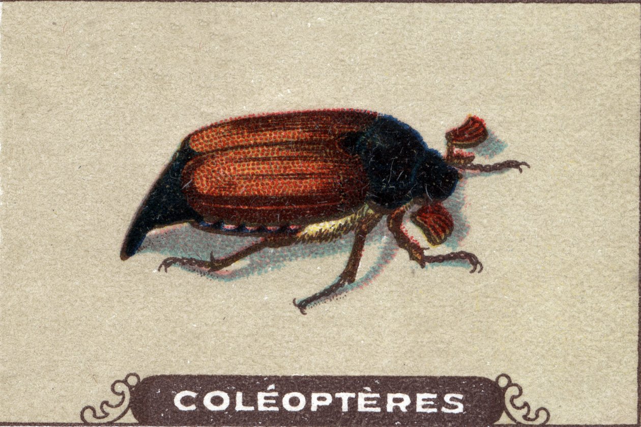 Entomoloji: bir chabiner temsili, böcek serisi, 20. yüzyılın başları (kromo) by Unknown Artist