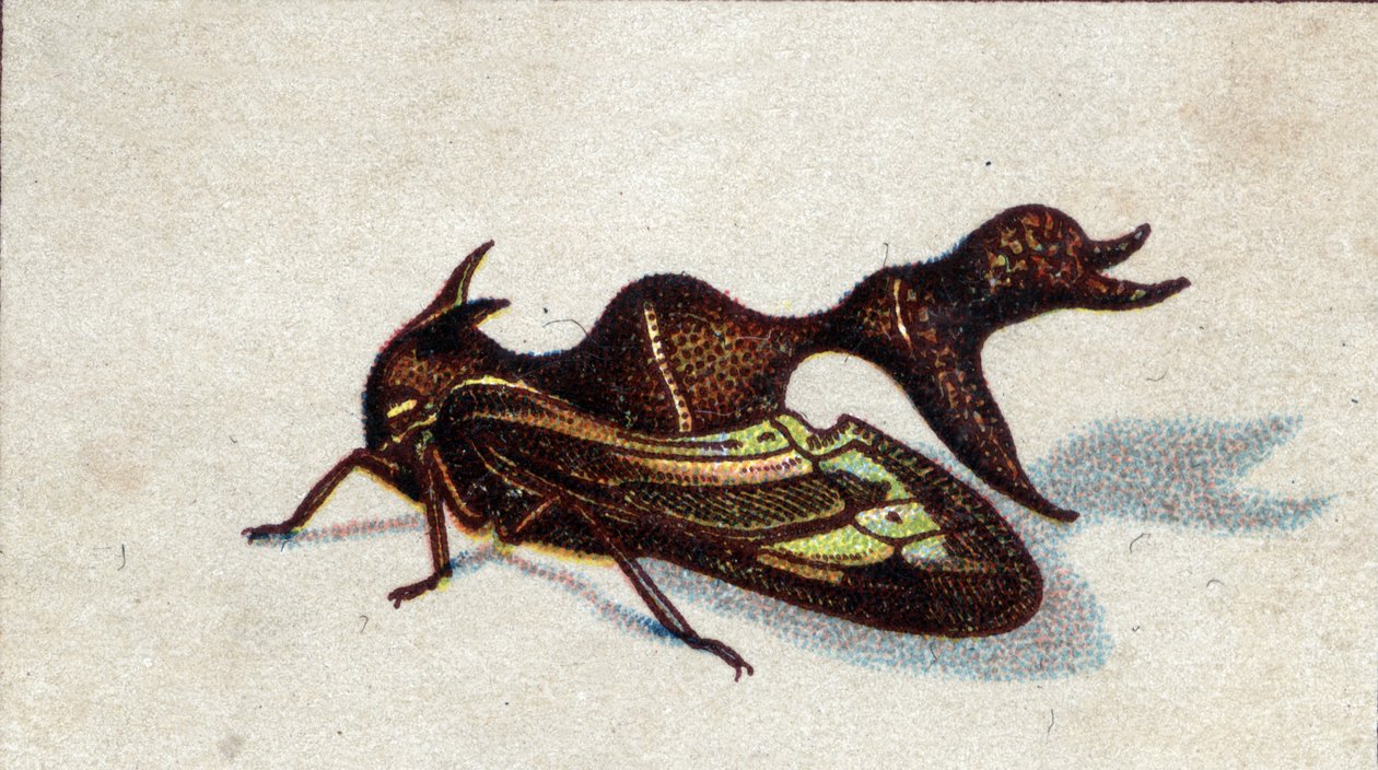 Entomoloji: ısıran bir dişi heteronot tasviri, böcek serisi, 20. yüzyıl başı (kromo) by Unknown Artist