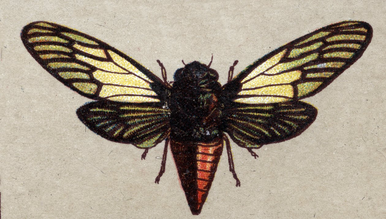 Entomoloji: kırmızı ağustos böceği tasviri, böcek serisi, 20. yüzyıl başı (kromo) by Unknown Artist
