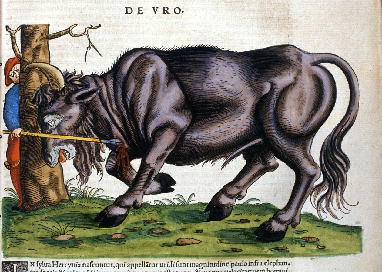 Cinsi 17. yüzyılda Konrad Gesner tarafından “Historia Animalium” da ölen Avrupa bizonu (Bos primigenius primigenius) by Unknown artist