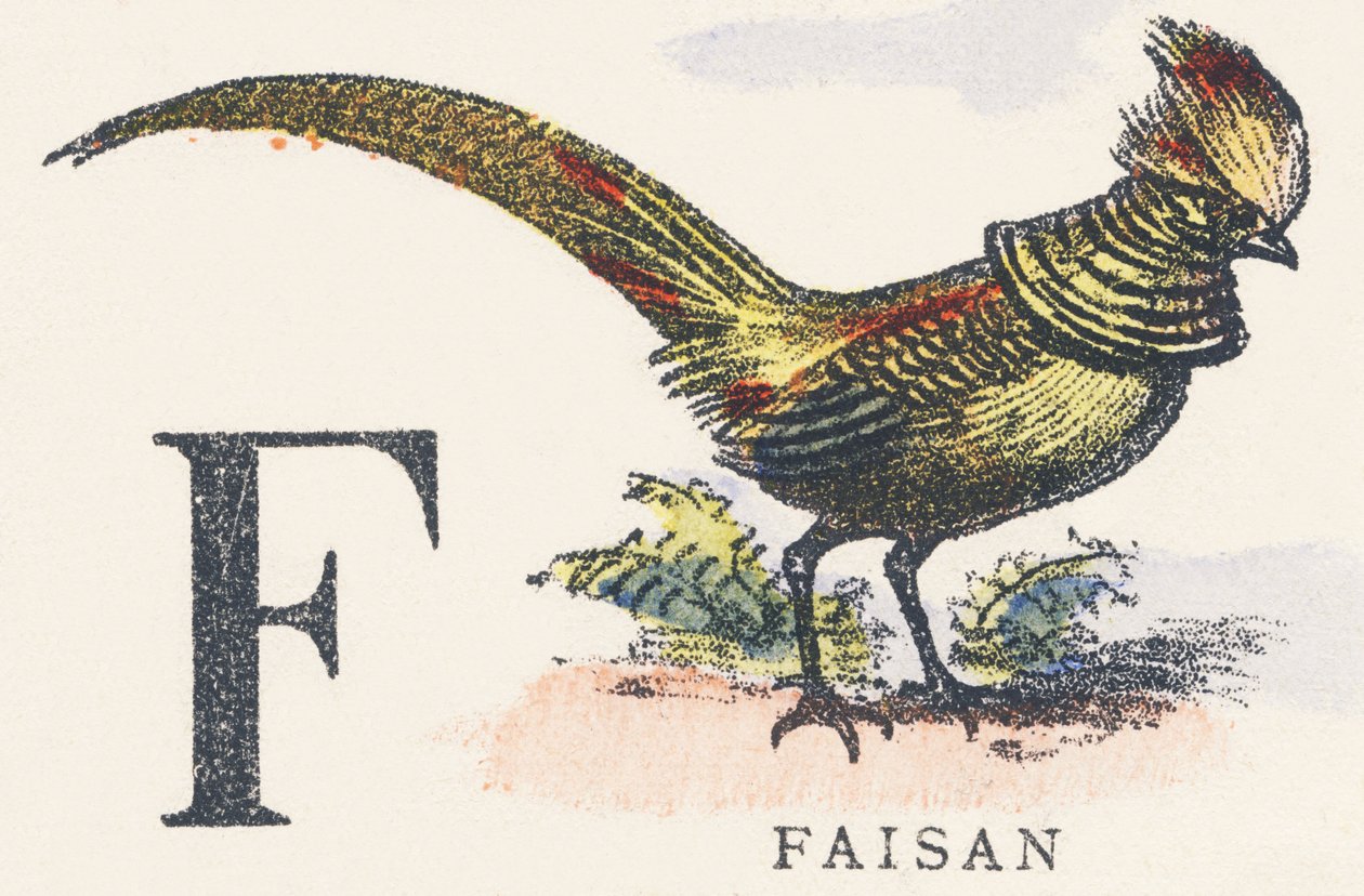 F: sülün by Unknown artist