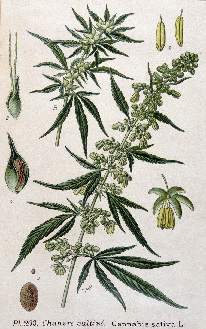 Dişi kenevir bitkisi. 19. yüzyıl gravürü by Unknown artist