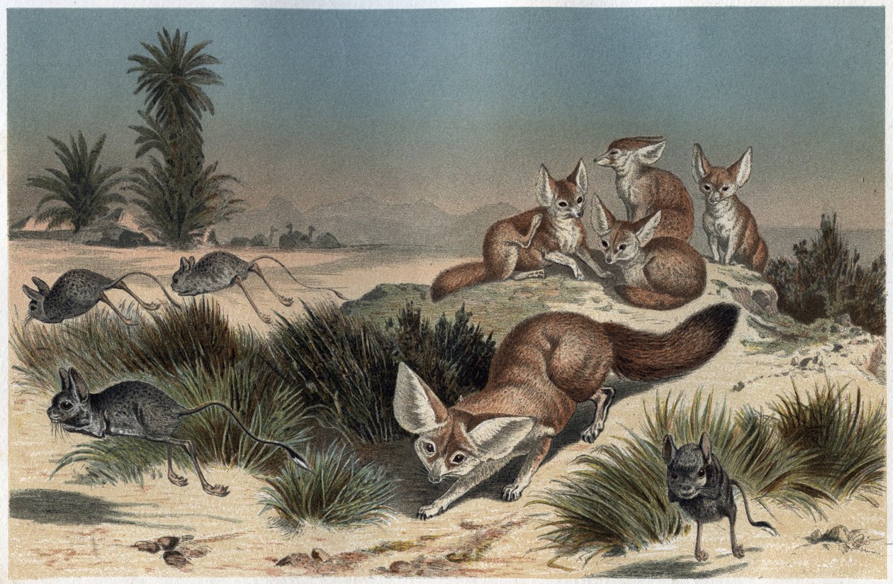 Fennec ou fox des sable du Sahara - Çöl tilkisi (Vulpes zerda) - Alfred Edmund Brehm