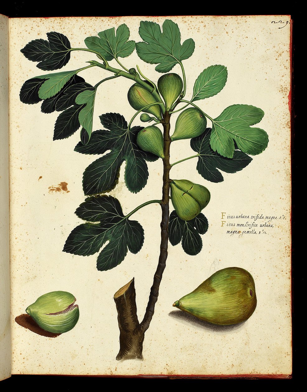 İncir ve incir dalı Meyve ve sebzeler üzerine bir Doğa Tarihi gezisinden alınan botanik tahtası. Ulisse Aldrovandi düşkünleri, Bibl. Üniversite, ed. 1603. by Unknown artist