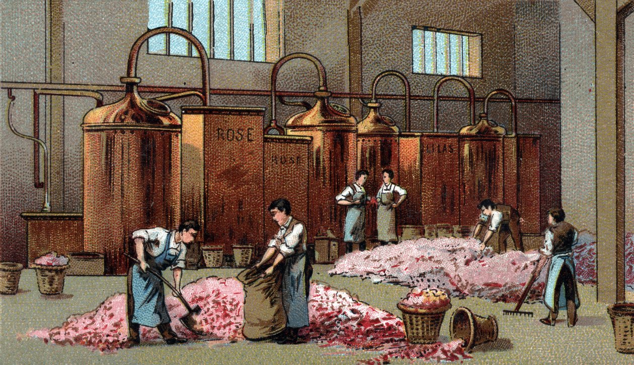 Çiçeklerin petrol ve su üretimi için çiçek damıtma tesisi. 19. yüzyılın sonlarında kromolitografi by Unknown artist