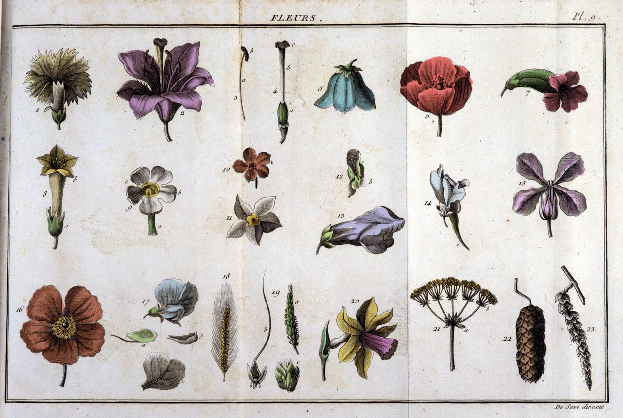 Çiçekler: "" içinde Flora Françoise veya Fransa