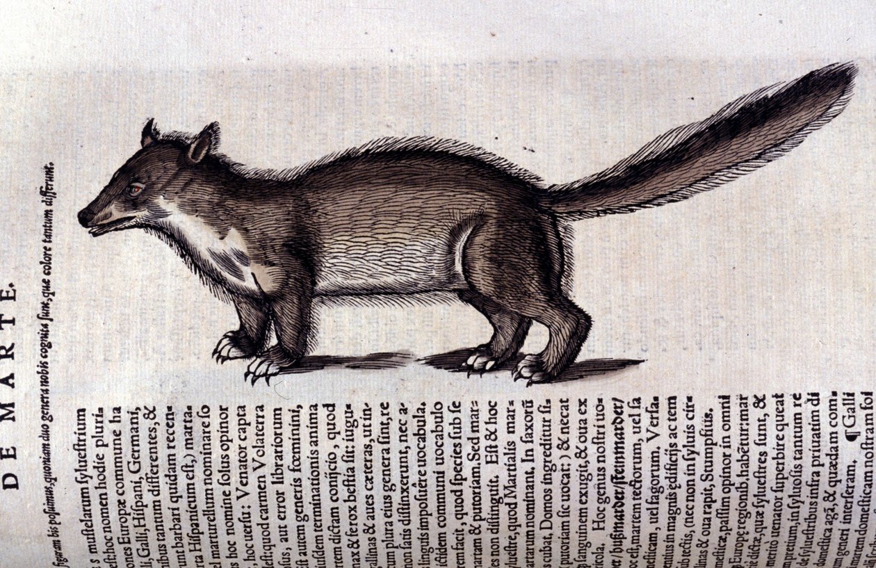 Kürk Hayvan - Hayvanların Tarihinde Conrad Gesner (1516 - 1565), Tiguri by Unknown artist