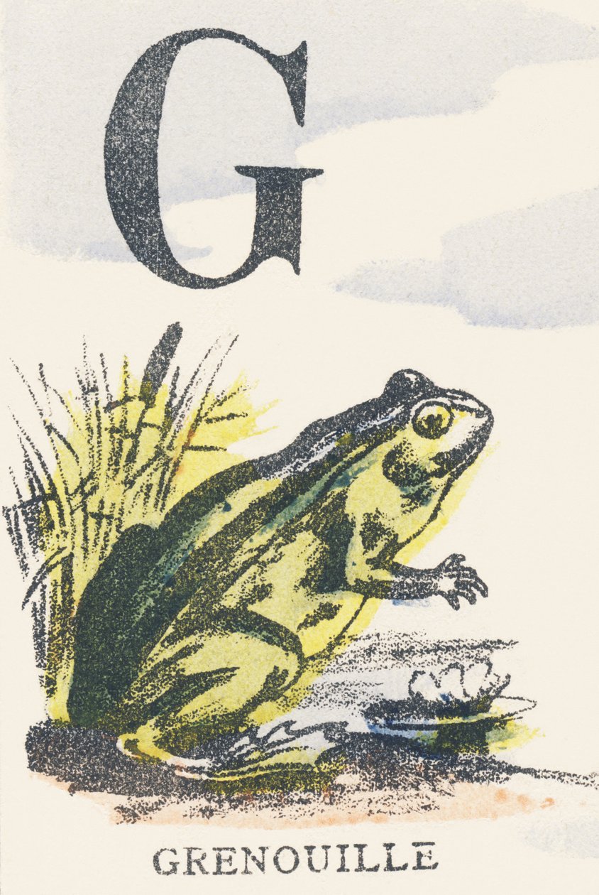 G: kurbağa by Unknown artist
