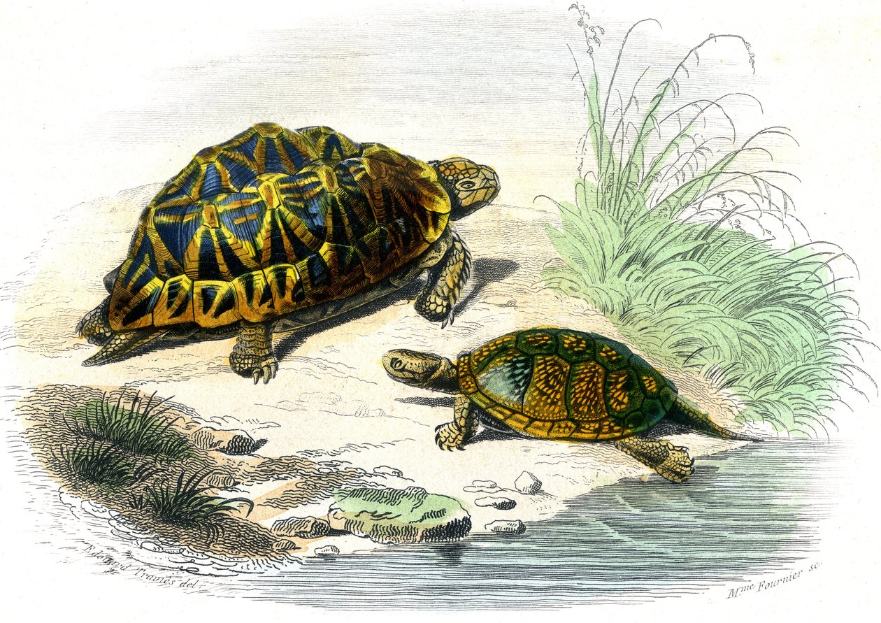 Geometrik Kaplumbağa (Testudo geometrika) ve Sarı Kaplumbağa by Unknown artist