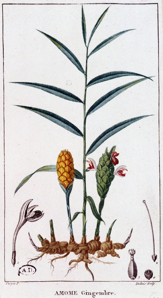 Zencefil (Amome) - botanik tahta by Unknown artist
