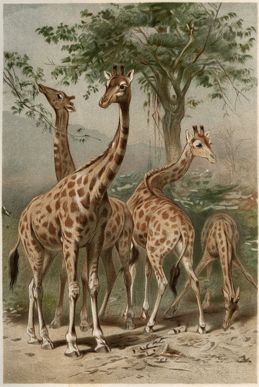 Zürafa - Zürafa (Zürafa camelopardalis) - Alfred Edmund Brehm