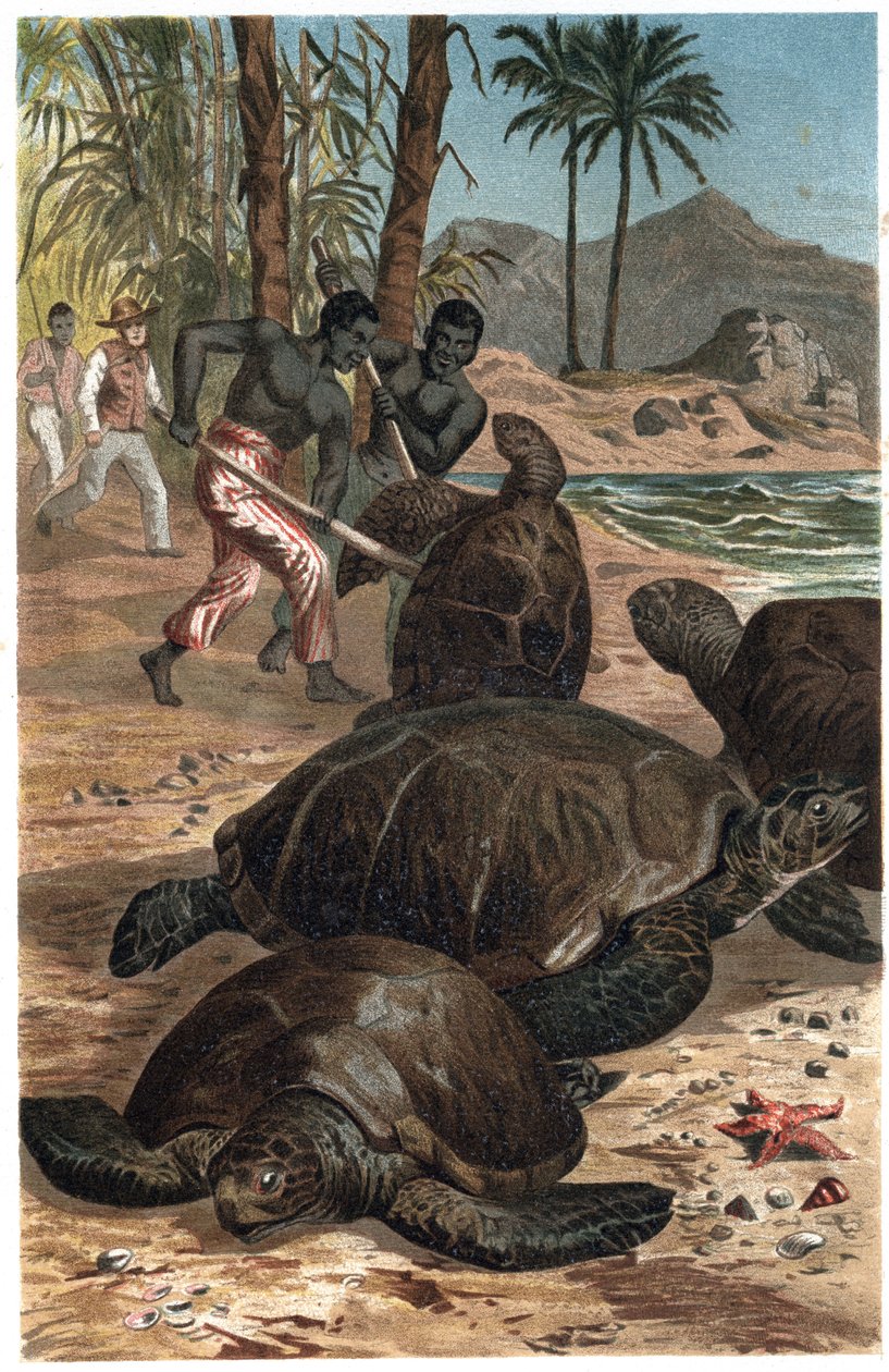 Yeşil kaplumbağa veya Atlantik kaplumbağası - Yeşil deniz kaplumbağası (Chelonia mydas) - Alfred Edmund Brehm