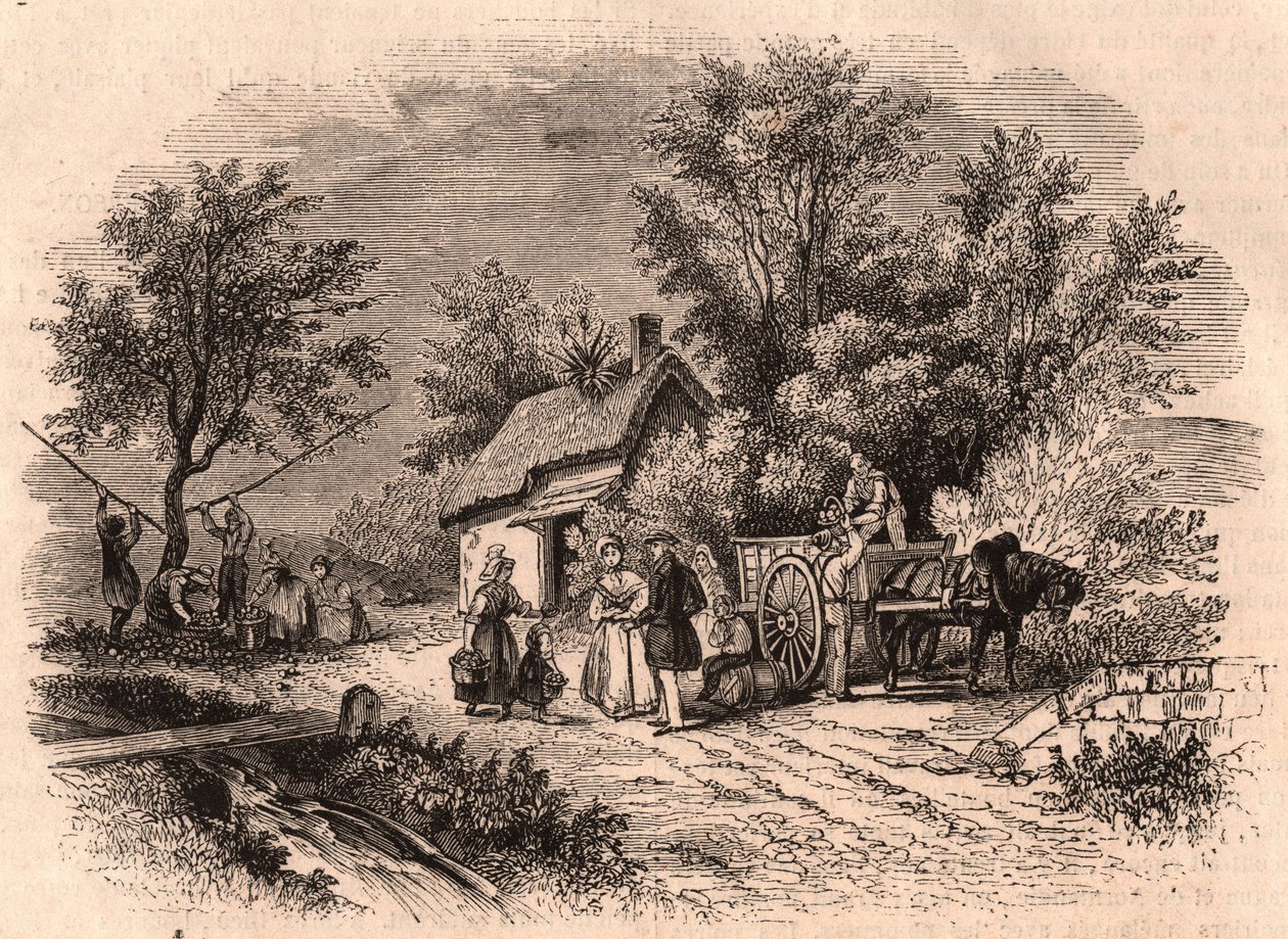 Normandiya, Fransa'da elma hasadı by Unknown