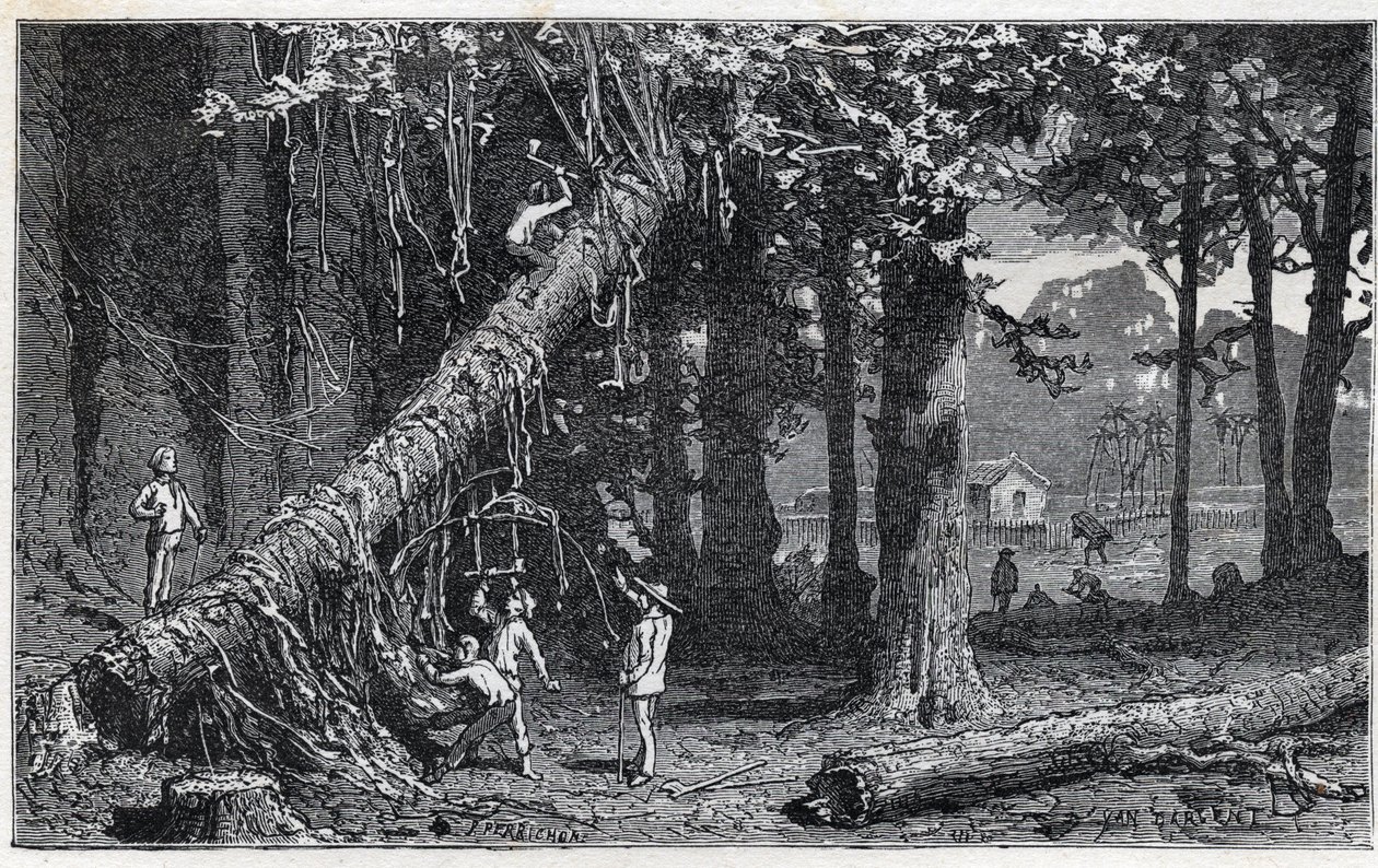 Cinchona kabuğu hasat - Quinquina (Cinchona officinalis) by Unknown artist