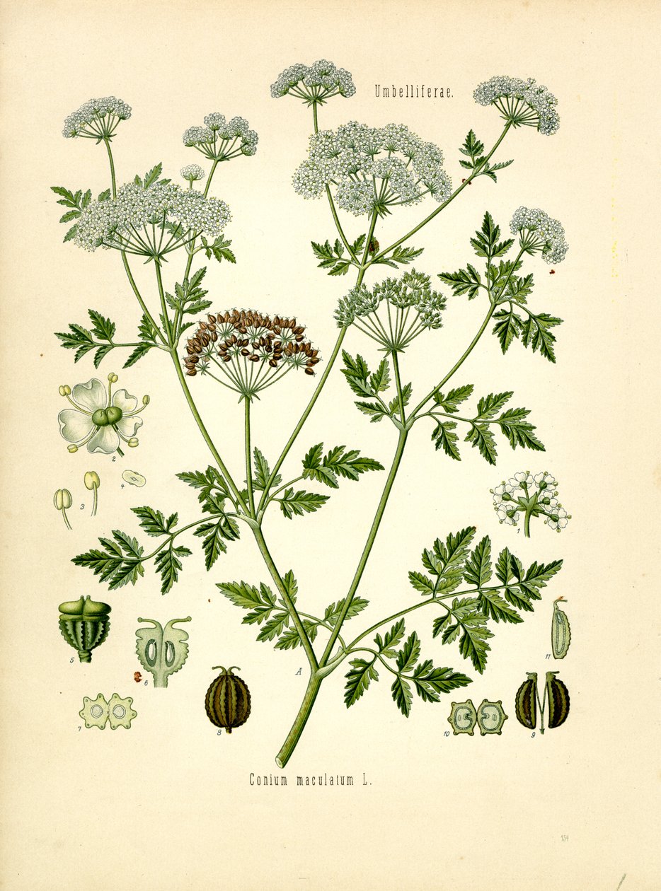 Hemlock (renkli taş) by Unknown artist