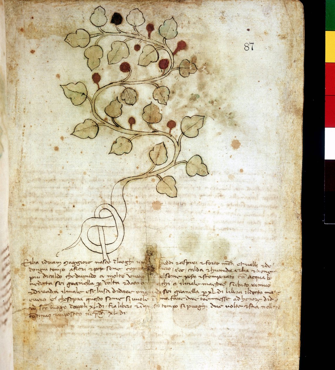 Ot “” Idriam Maggiore””” veya çimen “” basit bir düğüm şeklinde”””. Botanik kurulu, Biblioteca comunale di Rimini by Unknown artist