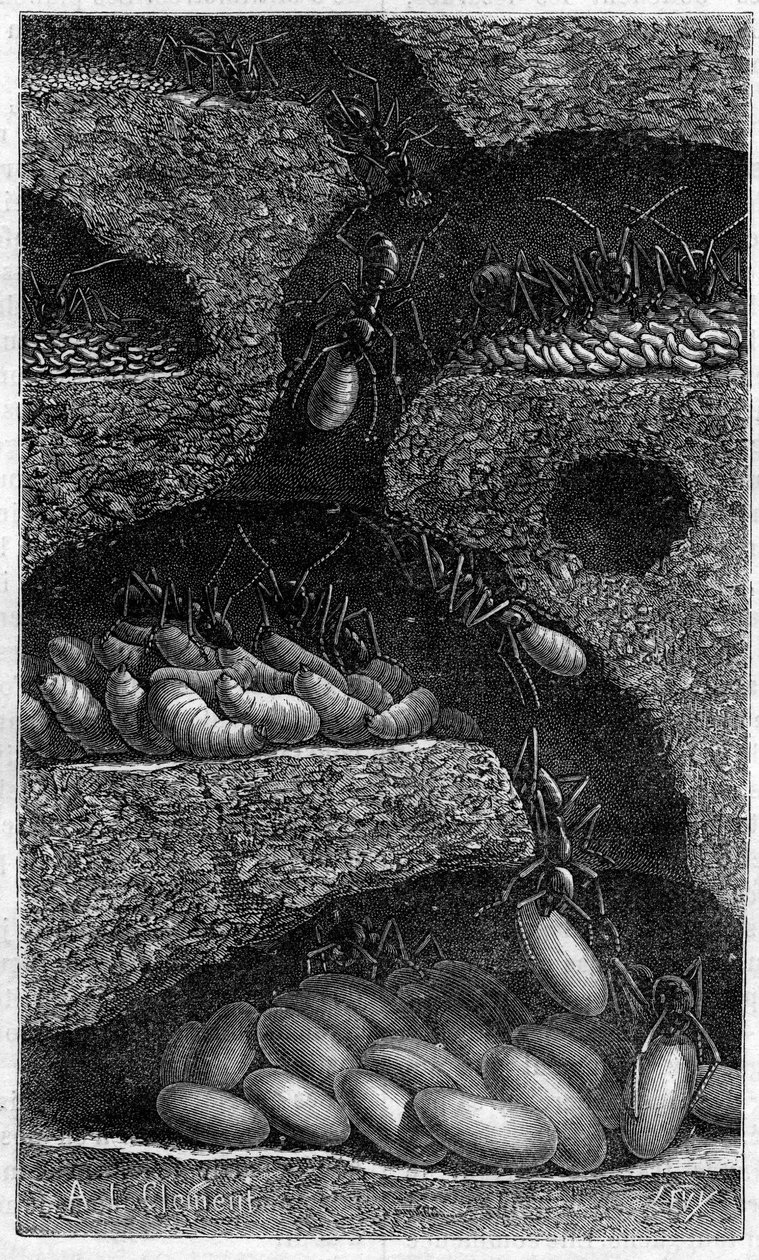Bir karıncada yumurta ve larva barındırır. 1888 tarihli “” le Journal de la Jeunesse “” de gravür. by Unknown artist