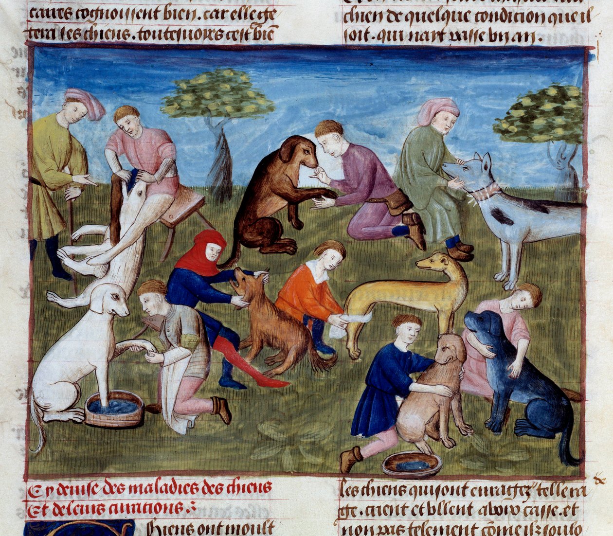 Av köpekleri hastalıklar ve yaralanmalar için nasıl tedavi edilir Gaston III Phoebus, Count of Foix, Lord of Bearn (1331-1391) tarafından “Avlanma kitabı””ndan alınan minyatür by Unknown artist
