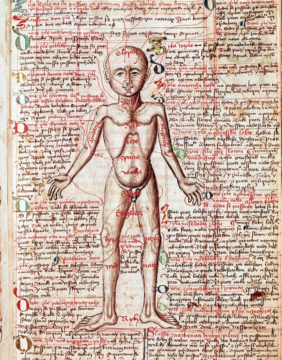 İnsan vücudu gravürü “Tractatus de pestilentia” 15. yüzyıl - Prag, Ulusal Kütüphane by Unknown artist