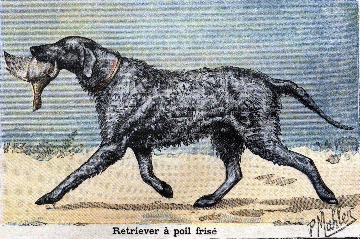 Av Köpeği: Kıvırcık Tüylü Retriever by Unknown artist