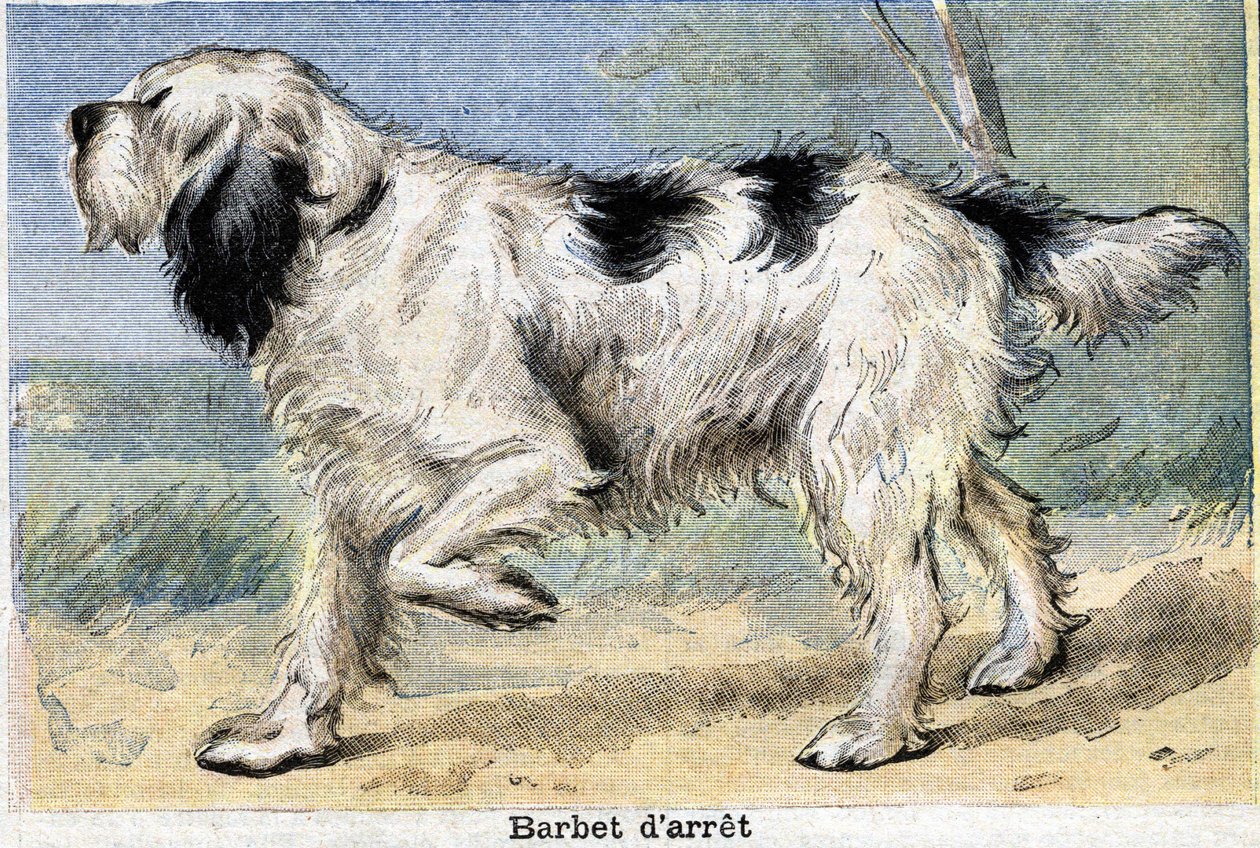 Av Köpeği: Barbet