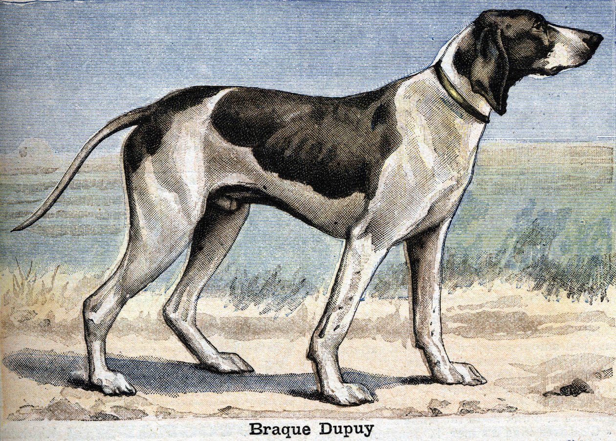 Av köpeği: Braque Dupuy by Unknown artist