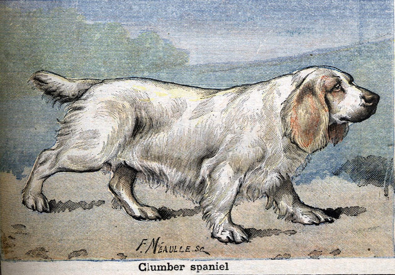 Av köpeği: Clumber spaniel by Unknown artist