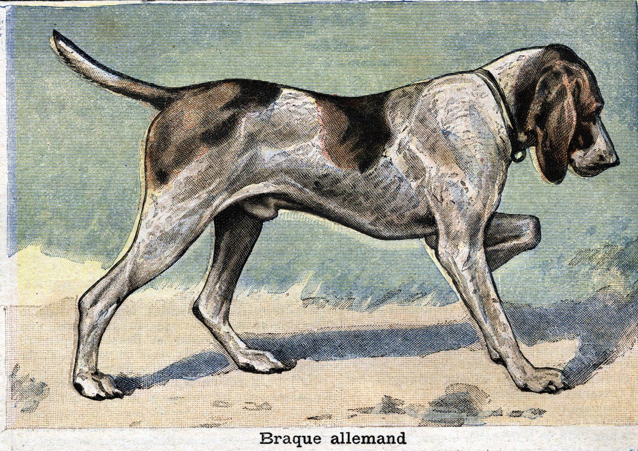 Av köpeği: Alman Braque by Unknown artist
