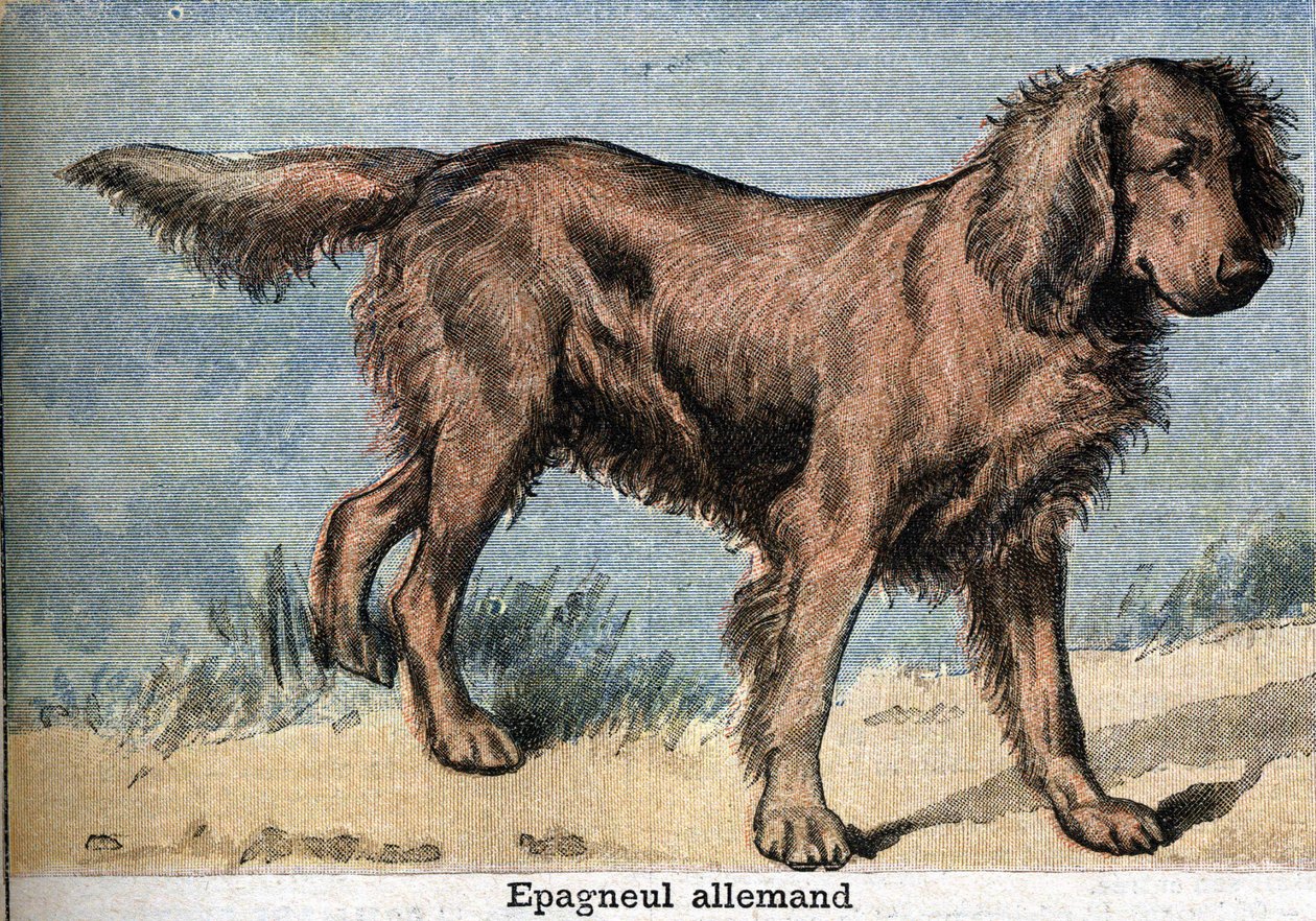 Av köpeği: Alman spaniel by Unknown artist