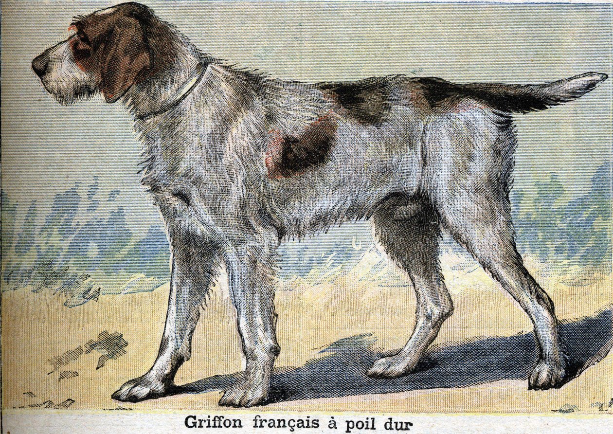 Av köpeği: Griffon francais sert saçlı by Unknown artist