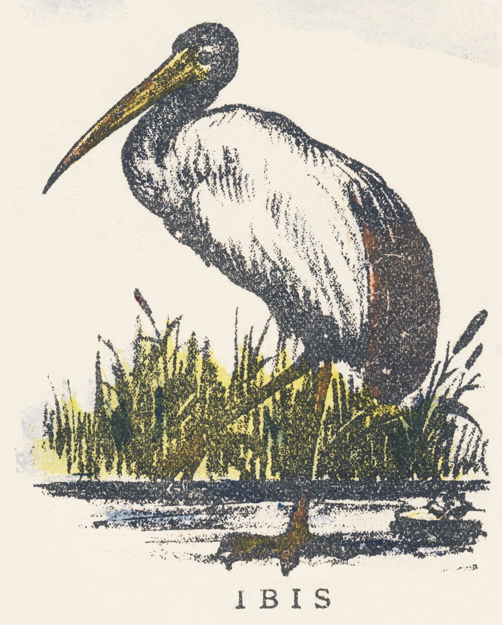 ben: ibis by Unknown artist