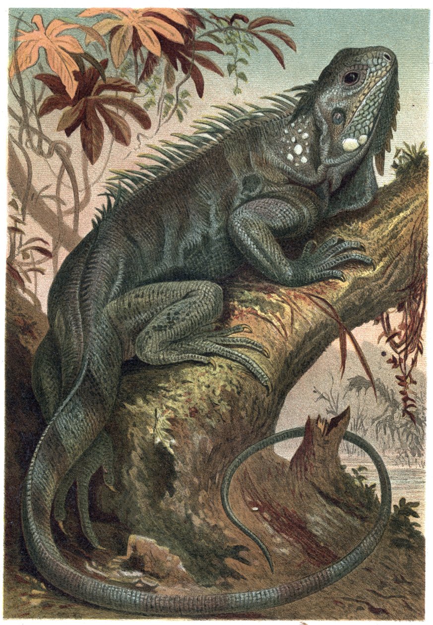 İguana - İguana (otçul kertenkeleler) - Alfred Edmund Brehm