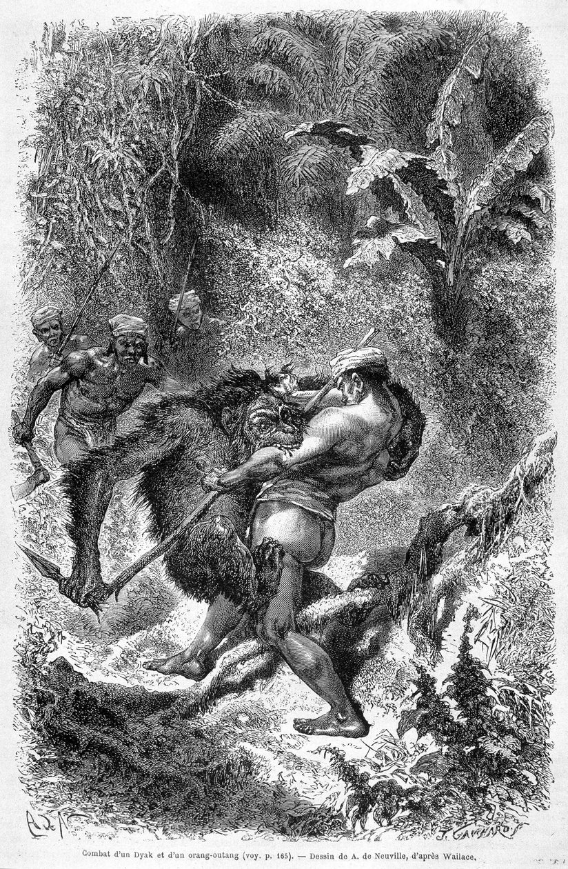 Borneo adasında bir dayak ile bir orangutan (orang-utan, orangutan, orangutan, orangutan) arasındaki savaşı betimleyen “Le Tour du monde”un 1862 baskısında yayınlanan illüstrasyon. Oymak. by Unknown artist
