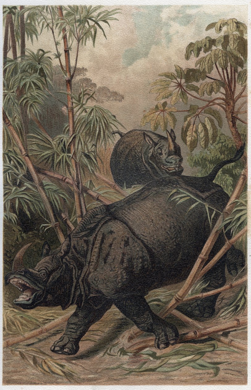 Hint gergedanı - Hint gergedanı (Rhinoceros unicornis) - Alfred Edmund Brehm