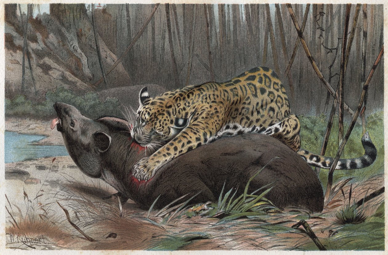Jaguar (Panthera onca) - Alfred Edmund Brehm